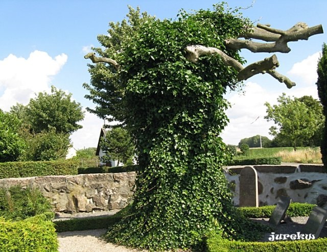 DziaLka na sprzedaz Bochnia_(gw) Niemstow