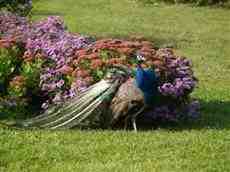 DziaLka na sprzedaz Trzebnica_(gw) Krzekotow